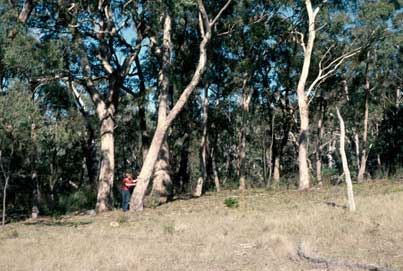 APII jpeg image of Eucalyptus melliodora  © contact APII