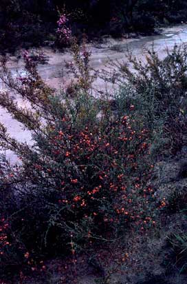 APII jpeg image of Daviesia incrassata  © contact APII