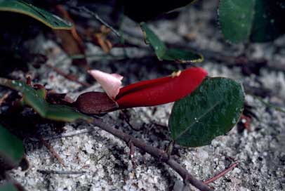 APII jpeg image of Gastrolobium latifolium  © contact APII