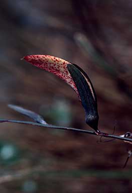 APII jpeg image of Leptosema aphyllum  © contact APII