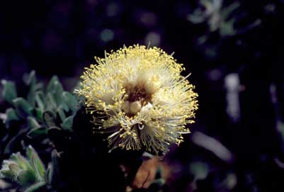 APII jpeg image of Melaleuca megacephala  © contact APII