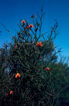 APII jpeg image of Daviesia divaricata  © contact APII