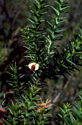 APII jpeg image of Daviesia spinosissima  © contact APII