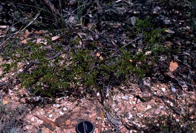 APII jpeg image of Daviesia lancifolia  © contact APII