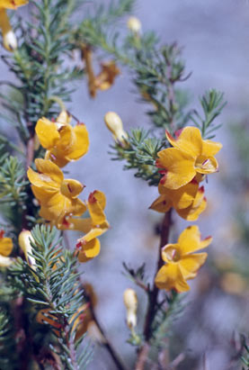 APII jpeg image of Lechenaultia formosa  © contact APII