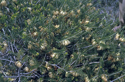 APII jpeg image of Calothamnus quadrifidus  © contact APII