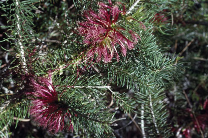 APII jpeg image of Calothamnus quadrifidus  © contact APII