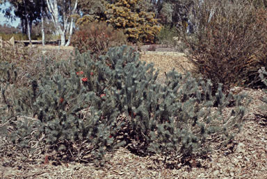 APII jpeg image of Calothamnus quadrifidus  © contact APII