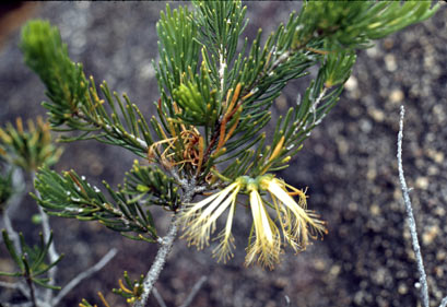 APII jpeg image of Calothamnus quadrifidus  © contact APII