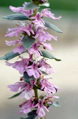 APII jpeg image of Ajuga australis  © contact APII