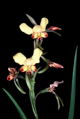 APII jpeg image of Diuris corymbosa  © contact APII