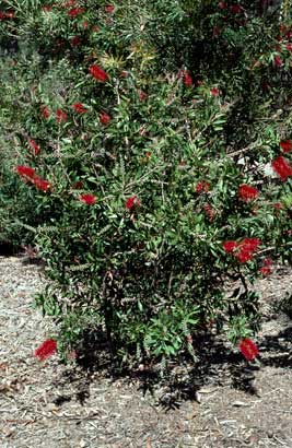 APII jpeg image of Callistemon 'Splendens'  © contact APII