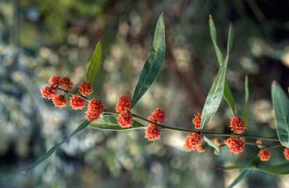 APII jpeg image of Acacia leprosa 'Scarlet Blaze'  © contact APII