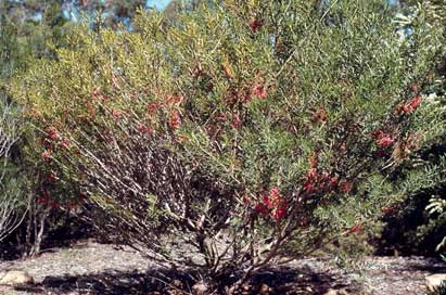 APII jpeg image of Calothamnus homalophyllus  © contact APII