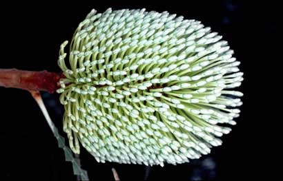 APII jpeg image of Banksia speciosa  © contact APII