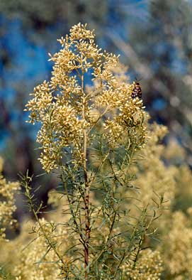 APII jpeg image of Cassinia quinquefaria  © contact APII