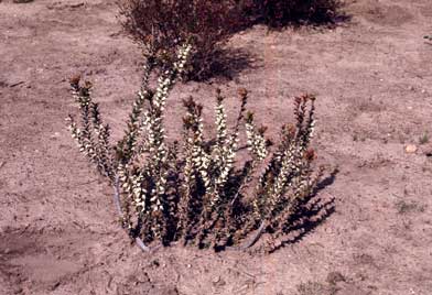 APII jpeg image of Epacris purpurascens var. onosmiflora  © contact APII