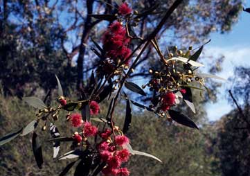 APII jpeg image of Eucalyptus leucoxylon  © contact APII