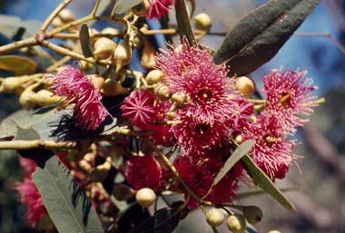 APII jpeg image of Eucalyptus leucoxylon  © contact APII