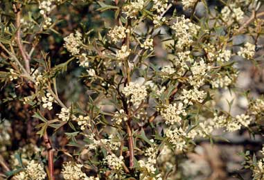 APII jpeg image of Grevillea brevicuspis  © contact APII