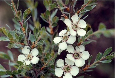 APII jpeg image of Leptospermum turbinatum  © contact APII