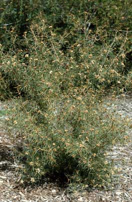 APII jpeg image of Grevillea wiradjuri  © contact APII