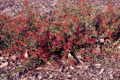 APII jpeg image of Grevillea juniperina subsp. allojohnsonii  © contact APII