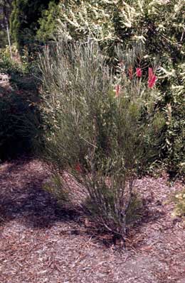 APII jpeg image of Hakea bucculenta  © contact APII