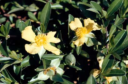 APII jpeg image of Hibbertia scandens  © contact APII