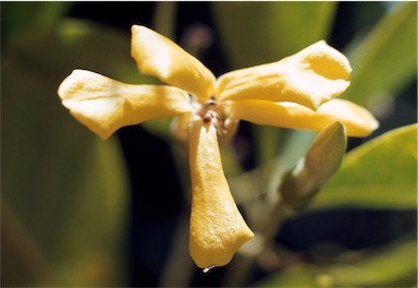 APII jpeg image of Hymenosporum flavum  © contact APII