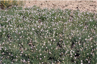 APII jpeg image of Isotoma axillaris  © contact APII