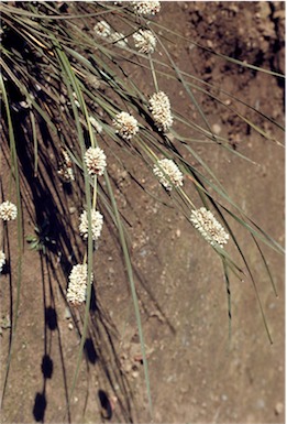 APII jpeg image of Lomandra leucocephala subsp. robusta  © contact APII