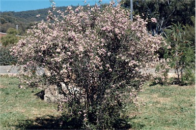 APII jpeg image of Melaleuca decussata  © contact APII