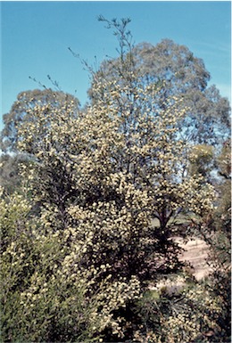 APII jpeg image of Melaleuca ericifolia  © contact APII