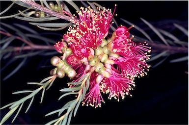 APII jpeg image of Melaleuca fulgens subsp. fulgens  © contact APII