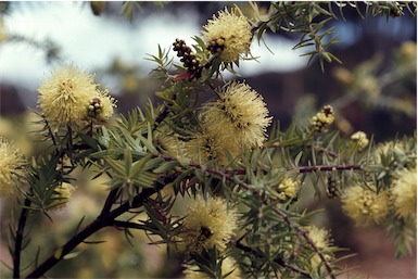 APII jpeg image of Melaleuca incana  © contact APII