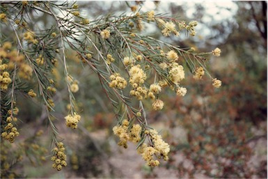 APII jpeg image of Melaleuca nodosa  © contact APII