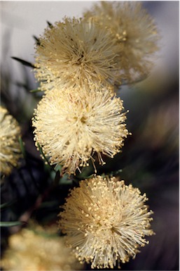 APII jpeg image of Melaleuca nodosa  © contact APII