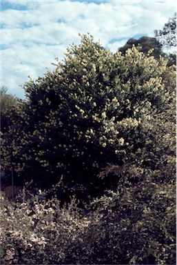 APII jpeg image of Melaleuca squarrosa  © contact APII