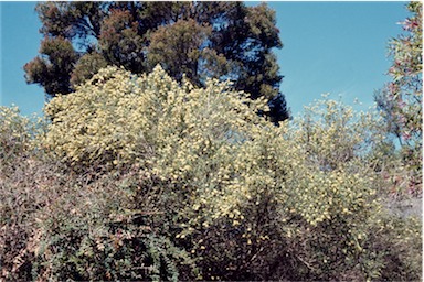 APII jpeg image of Melaleuca squarrosa  © contact APII