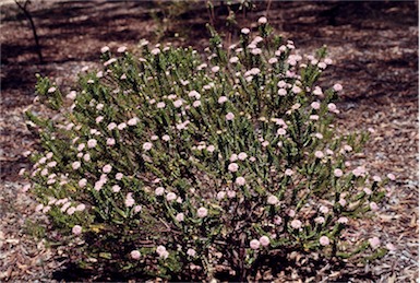 APII jpeg image of Pimelea ferruginea  © contact APII