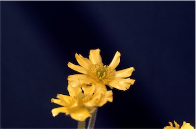 APII jpeg image of Ranunculus dissectifolius  © contact APII