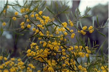 APII jpeg image of Acacia montana  © contact APII