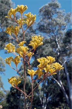 APII jpeg image of Anigozanthos pulcherrimus  © contact APII