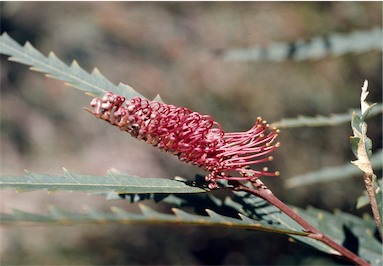 APII jpeg image of Grevillea longifolia  © contact APII