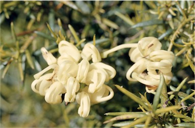 APII jpeg image of Grevillea rosmarinifolia subsp. rosmarinifolia  © contact APII