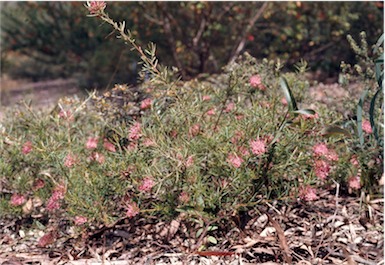 APII jpeg image of Grevillea confertifolia  © contact APII