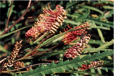 APII jpeg image of Grevillea longifolia  © contact APII