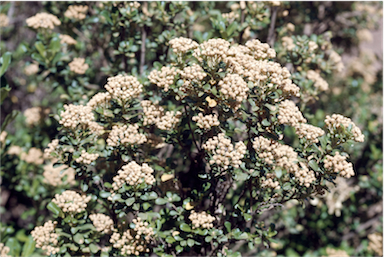 APII jpeg image of Ozothamnus antennaria  © contact APII