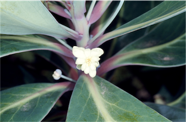 APII jpeg image of Tasmannia purpurascens  © contact APII